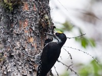 U0U1883c  Black-backed Woodpecker (Picoides arcticus) -  male feeding juvenile male in nest
